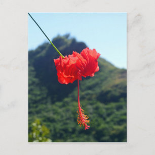 Carte Postale Scarlet Hibiscus, Hawaii