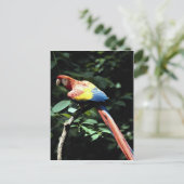 Carte Postale Scarlet macaw (Debout devant)