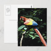 Carte Postale Scarlet macaw (Devant / Derrière)