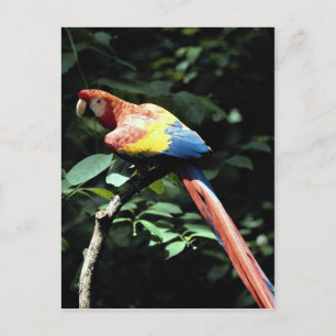 Carte Postale Scarlet macaw