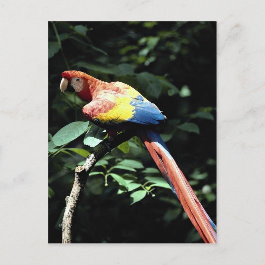 Carte Postale Scarlet macaw (Devant)
