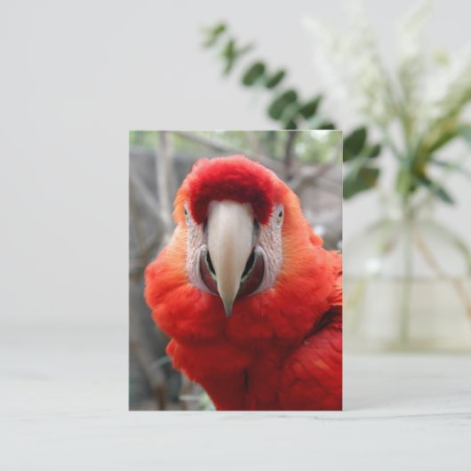 Carte Postale Scarlet Macaw (Debout devant)