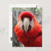 Carte Postale Scarlet Macaw (Devant / Derrière)