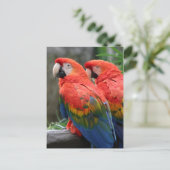 Carte Postale Scarlet Macaw (Debout devant)