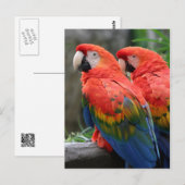 Carte Postale Scarlet Macaw (Devant / Derrière)