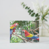 Carte Postale Scarlet Macaw (Debout devant)