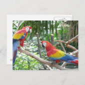 Carte Postale Scarlet Macaw (Devant / Derrière)