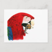 Carte postale Scarlet Macaw (Devant)