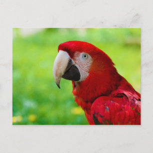 Carte Postale Scarlet Macaw Ara Macao American Parrot