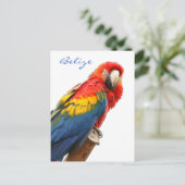Carte postale Scarlet Macaw Belize (Debout devant)
