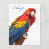 Carte postale Scarlet Macaw Belize (Devant)