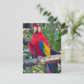 Carte postale Scarlet Macaw Costa Rica (Debout devant)