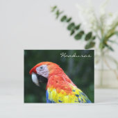 Carte Postale scarlet macaw honduras (Debout devant)
