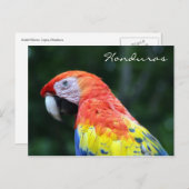 Carte Postale scarlet macaw honduras (Devant / Derrière)