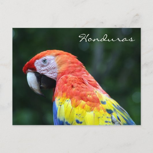 Carte Postale scarlet macaw honduras (Devant)