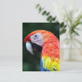 Carte Postale scarlet macaw joli (Debout devant)