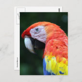 Carte Postale scarlet macaw joli (Devant / Derrière)