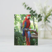Carte Postale Scarlet macaw, macaw rouge conception photographiq (Debout devant)