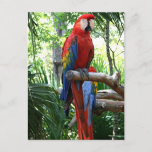 Carte Postale Scarlet macaw, macaw rouge conception photographiq
