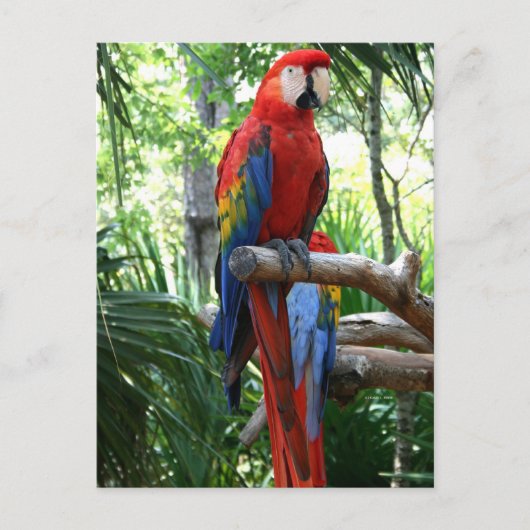 Carte Postale Scarlet macaw, macaw rouge conception photographiq (Devant)