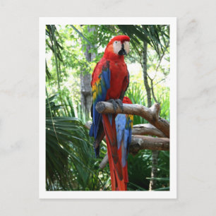 Carte Postale Scarlet macaw, macaw rouge conception photographiq