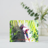Carte Postale Scarlet Macaws (Debout devant)