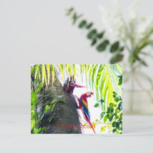 Carte Postale Scarlet Macaws (Debout devant)