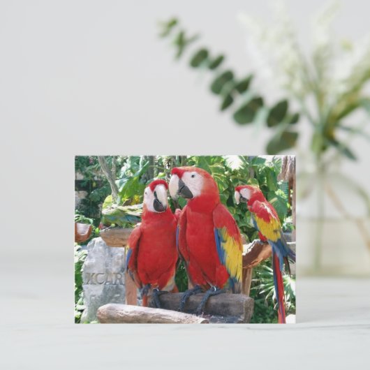 Carte postale Scarlet Macaws (Debout devant)