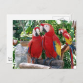 Carte postale Scarlet Macaws (Devant / Derrière)