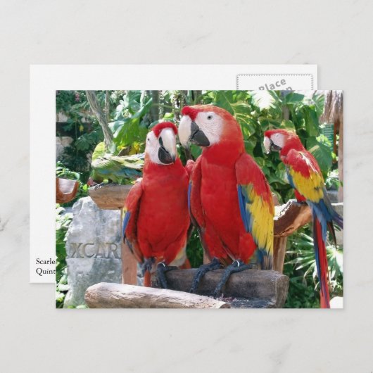 Carte postale Scarlet Macaws (Devant / Derrière)