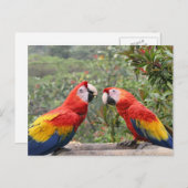 Carte Postale Scarlet Mackaws (Devant / Derrière)