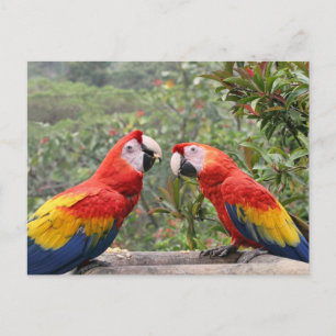 Carte Postale Scarlet Mackaws