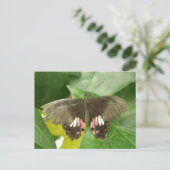 Carte postale Scarlet Swallowtail Button (Debout devant)