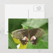 Carte postale Scarlet Swallowtail Button (Devant / Derrière)