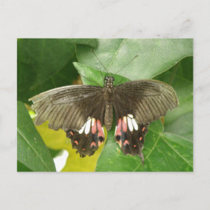 Carte postale Scarlet Swallowtail Button