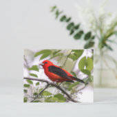 Carte Postale Scarlet Tanager (Debout devant)
