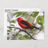 Carte Postale Scarlet Tanager (Devant / Derrière)