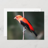 Carte postale Scarlet Tanager (Devant / Derrière)