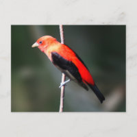 Carte postale Scarlet Tanager