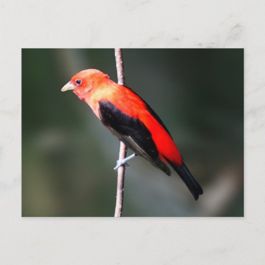 Carte postale Scarlet Tanager (Devant)