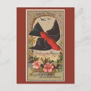 Carte Postale Scarlet Tanager