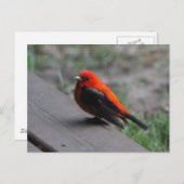 Carte Postale Scarlet Tanager Bird (Devant / Derrière)