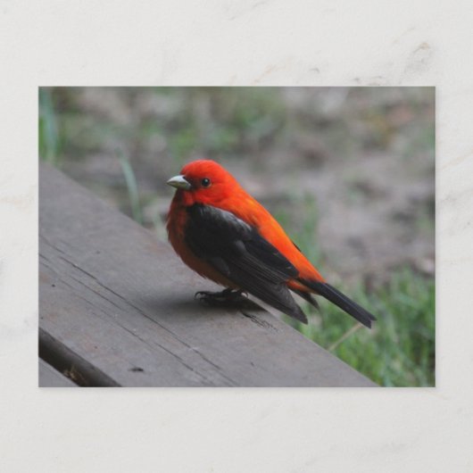 Carte Postale Scarlet Tanager Bird (Devant)