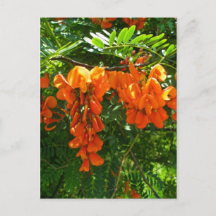 Carte Postale Scarlet Wisteria (Sesbania punicea) OBX NC Series