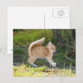 Carte Postale Scarycat (Devant / Derrière)