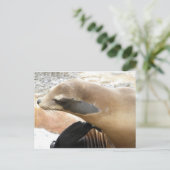 Carte Postale Sceau (Debout devant)