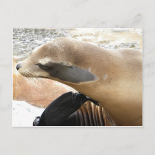Carte Postale Sceau