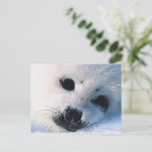 Carte Postale Sceau (Debout devant)