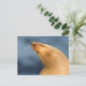 Carte Postale Sceau à la plage (Debout devant)