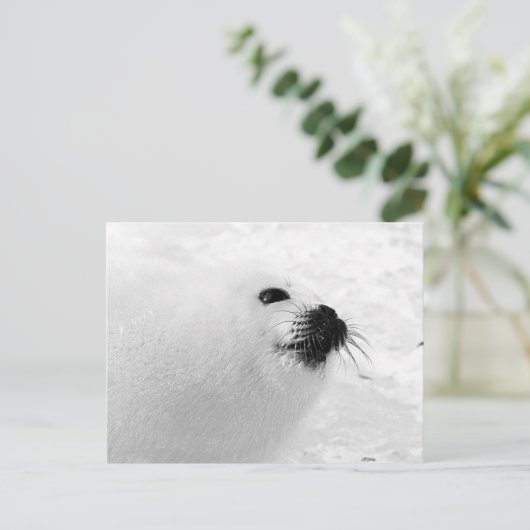 Carte Postale Sceau blanc (Debout devant)